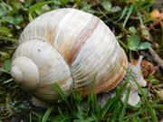 caracol