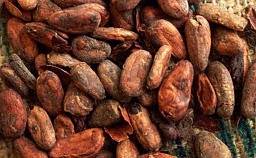 Cacao 3